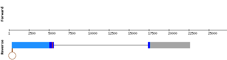 gene structure