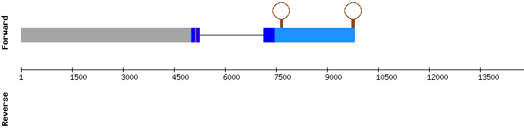 gene structure