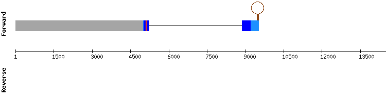 gene structure