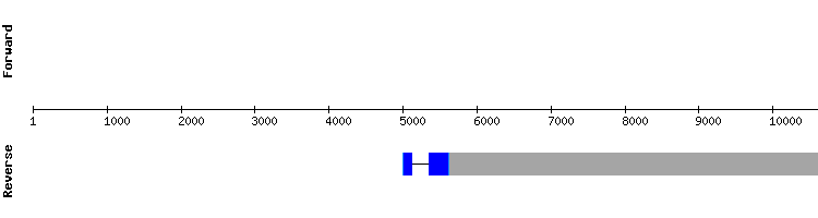 gene structure