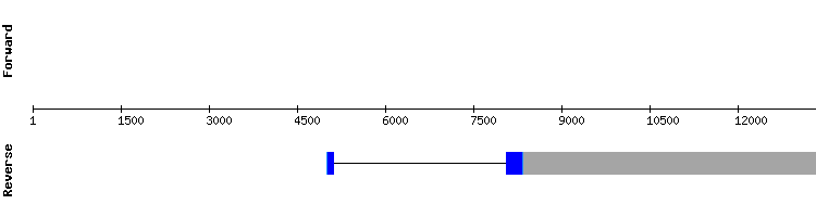 gene structure