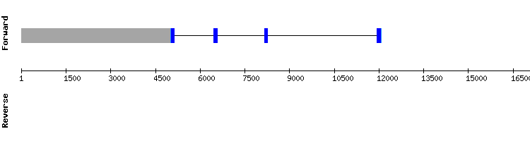 gene structure