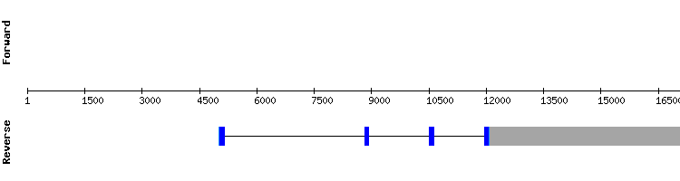 gene structure