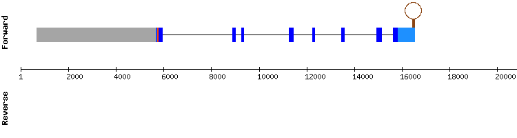 gene structure