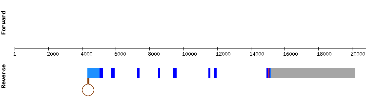 gene structure