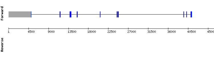 gene structure