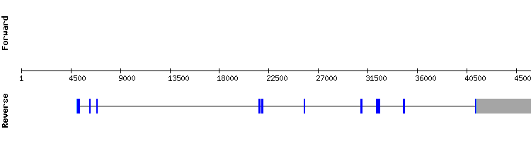 gene structure