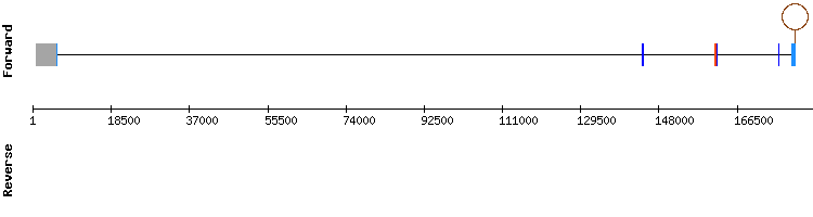 gene structure