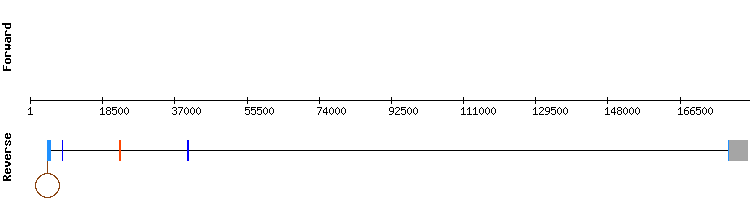 gene structure