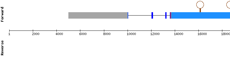 gene structure