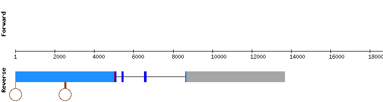 gene structure