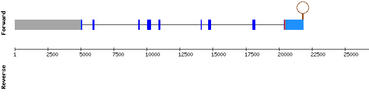 gene structure