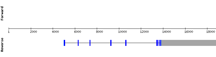 gene structure