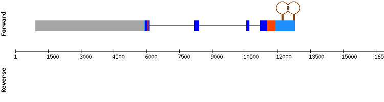 gene structure