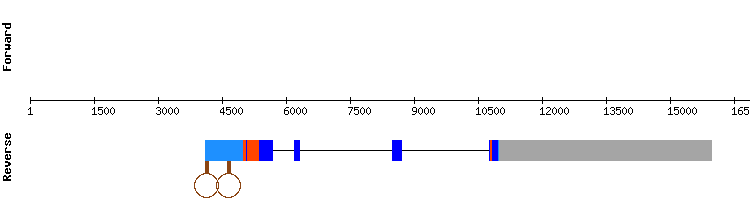 gene structure