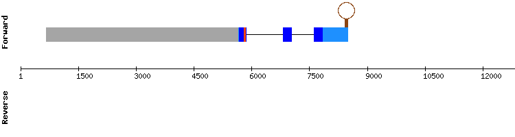 gene structure