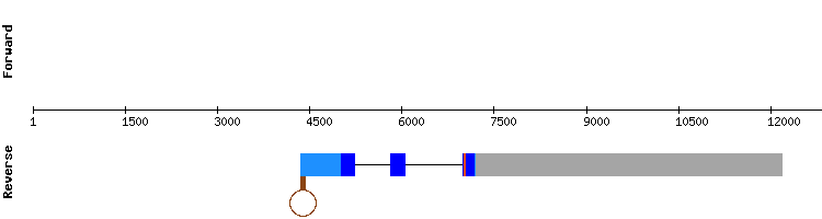gene structure