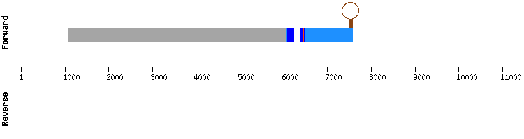 gene structure