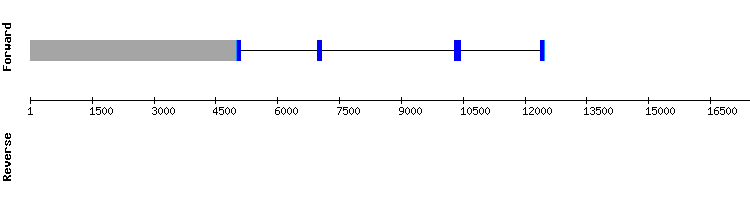 gene structure