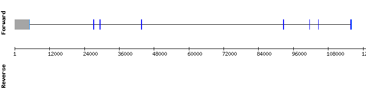 gene structure