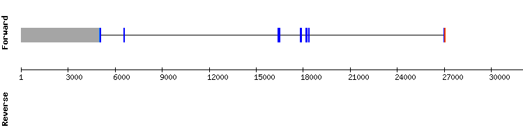 gene structure