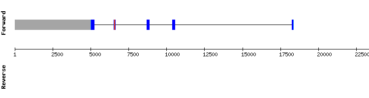 gene structure