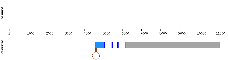 gene structure