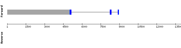 gene structure
