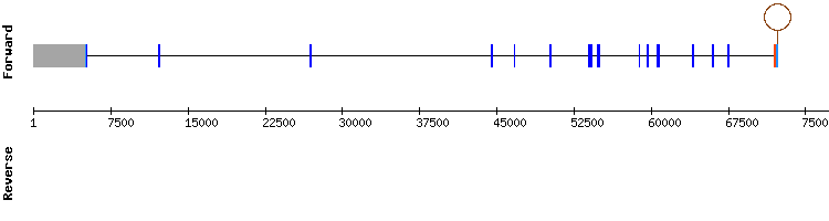 gene structure