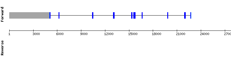 gene structure