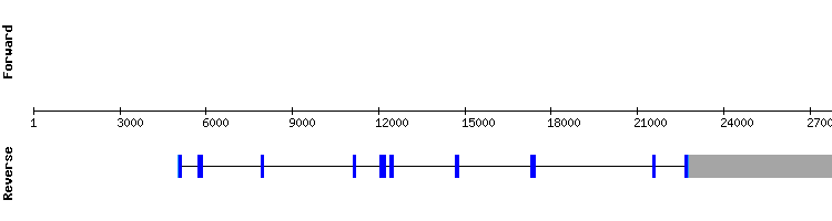 gene structure