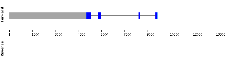 gene structure