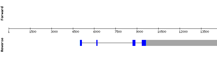 gene structure