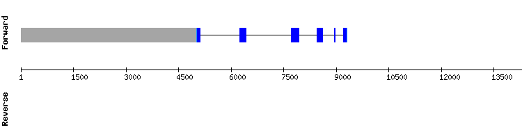 gene structure