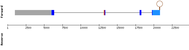 gene structure