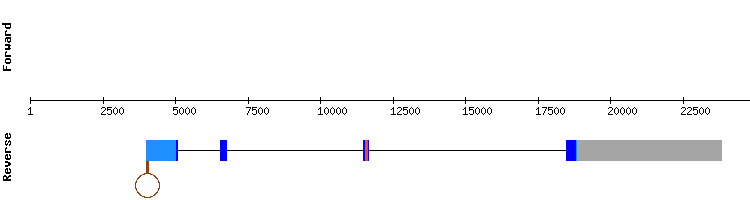 gene structure