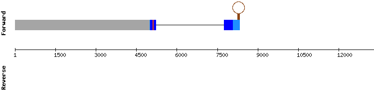 gene structure