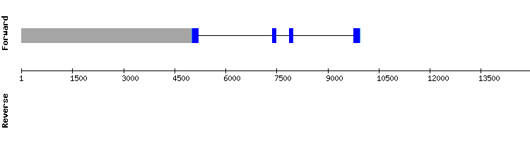 gene structure