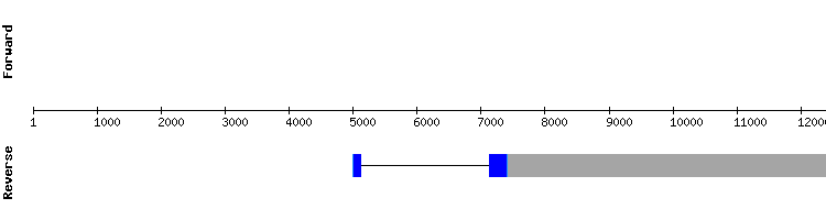 gene structure