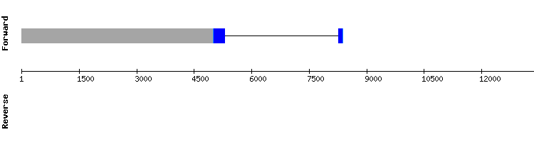 gene structure