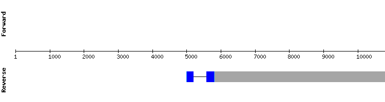 gene structure