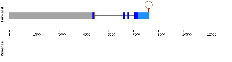 gene structure