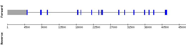 gene structure
