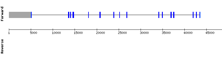 gene structure