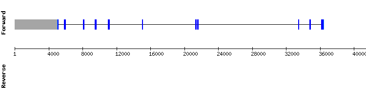 gene structure