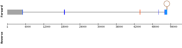 gene structure