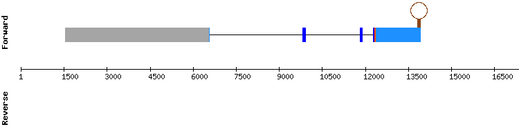 gene structure