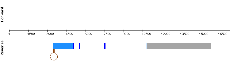 gene structure