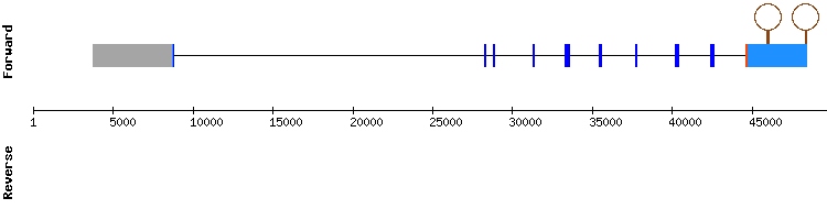 gene structure
