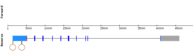 gene structure